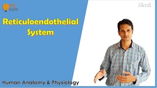 Reticuloendothelial System Physiology  Monocyte Macrophages System [upl. by Enilehcim]