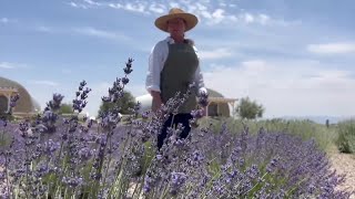 A fresh event 3rd Annual Lavender Festival set for Saturday outside Willcox [upl. by Naul]