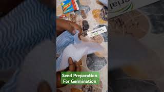 Seed Preparation For Germination ytshorts shorts seeds seedpreparation terracegardening [upl. by Leupold]