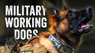 Military Working Dogs [upl. by Iznyl]