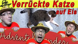 Verrückte Katze die weltbeste Tomate RigottiHonig und 3 x TShirt im Adventskalender 2019 [upl. by Nari]