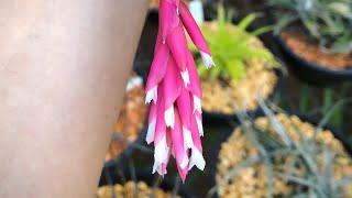 Tillandsia tenuifolia var surinamensis shorts [upl. by Navarro]