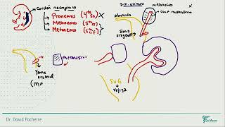 Embriología  Sistema urogenital [upl. by Dat228]