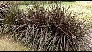 Prairie Yard amp Garden Grasses for the Landscape [upl. by Yddur33]