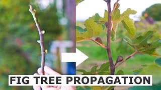 Propagate Fig Trees from Cuttings [upl. by Genvieve867]