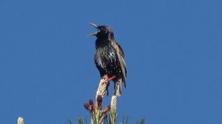 The Sound of European starling [upl. by Rora]