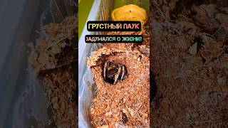 Очень грустный Южнорусский тарантул 🕷️ spider tarantula паук arachnid Lycosa shorts мизгирь [upl. by Huberman]