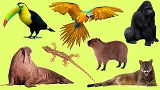 Learn Names and Sound Wild Animals part 2 for Kids in English [upl. by Barbour760]