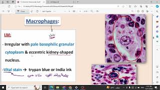 Lecture 6 Connective tissue Histology 1 [upl. by Sausa]