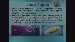 Cilia and Flagella [upl. by Quincy]