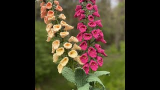 FoxgLove 4Flower of Week 6 [upl. by Gunzburg]