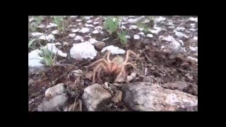 Solifugae sp from Namibia [upl. by Einneb]