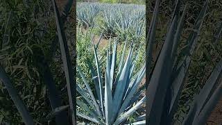 Quitando la guia del agave [upl. by Ytisahc]