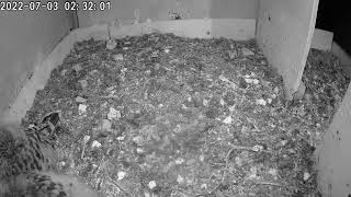 A kestrel nest in the Vosges France  window sill camera [upl. by Yearwood]