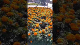 Marigolds are the beauty of winter 😍 ♥️ Al ain UAE 🇦🇪 [upl. by Syverson]