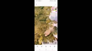 Natural Foot Spa  Fish Spa  Satisfying Shortvideo Vertical Live [upl. by Endora207]