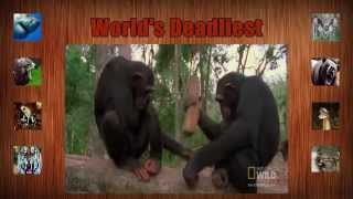 World s Deadliest  Killers Like Us Chimpanzees [upl. by Fesuoy]