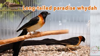 Longtailed paradise whydah [upl. by Dalohcin]