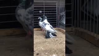 Highflyer Pigeon for OMAN Plz contact with Saiful vai 968 9824 1212 [upl. by Dione]