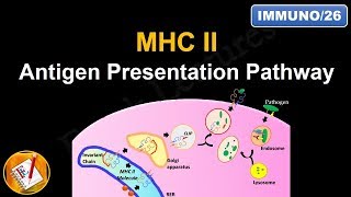 Antigen Processing and Presentation PART II MHC II Antigen Presentation Pathway FLImmuno26 [upl. by Verger119]