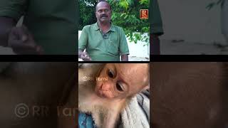 என்ன விட்டு போகாம புடிச்சிகிச்சு  Little monkey  prani mitran  RR Tamil [upl. by Bartolemo508]