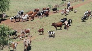 Nguni Cattle Drive  South African Cattle Ranch  Canon EOS 70D [upl. by Morty]