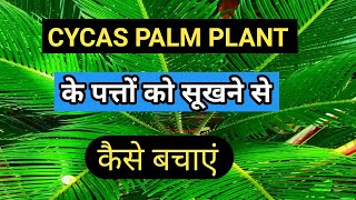 Cycas Palm Plant ke patto ko brown hone se kaise bachayeCycas palm plant care tips [upl. by Janeen]