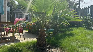 How to grow Washingtonia robusta part 26 6 years [upl. by Anerrol]