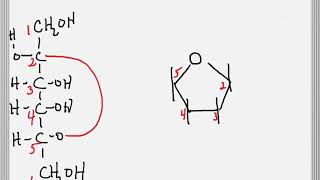 Cyclization of a Sugar to Form a Furanose Ring [upl. by Naida583]