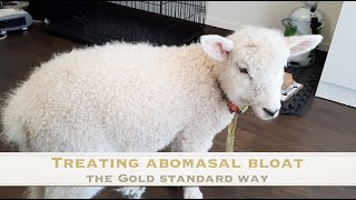 Treating a case of Abomasal Bloat  Sez the Vet [upl. by Korrie971]