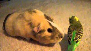 Guinea Pig Meets Budgie [upl. by Francklyn]