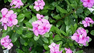 Madagascar periwinkle The conclusion vinblastine and vincristine alkaloids for cancer and diabetes [upl. by Vershen]