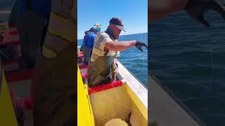 snoek fishing st Helena Bay ELCANO FISHING [upl. by Dulcy]