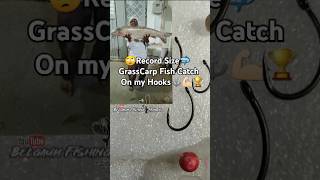 Record Size Big Grass Carp Fish Catch Best powerful Fishing Hooks fishing Popup Fishing Hooks [upl. by Nyrahs]