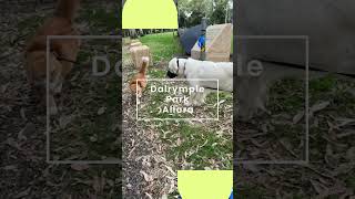 Free Campsites Queensland Dalrymple Park Allora [upl. by Aviv]