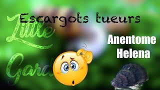 Des escargots mangeurs descargots   LANENTOME HELENA [upl. by Odnam]