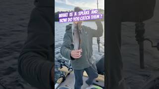 What is a Splake and How do you Catch them  shorts fishing [upl. by Abita]