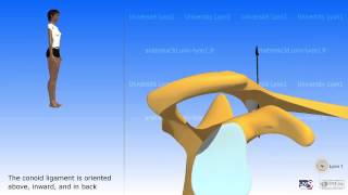 Arthrology of the acromioclavicular joint [upl. by Yenreit]