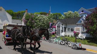 Over 250 types of lilac in bloom for Mackinac Islands 75th Lilac Festival [upl. by Spatz]