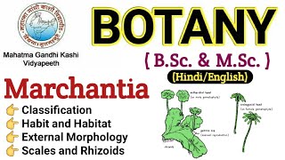 Marchantia  Morphology Of Marchantia  BSc 1st year BotanyMarchantia Thallus Marchantia in Hindi [upl. by Ahtenak]