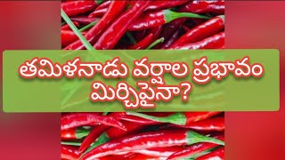 Guntur mirchi market rate today  17102024 [upl. by Palmore]