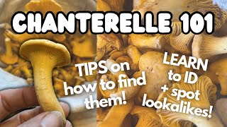 The Secrets to Hunting Wild Chanterelles Where to find them and How to Identify  UK Foraging [upl. by Enaujed]