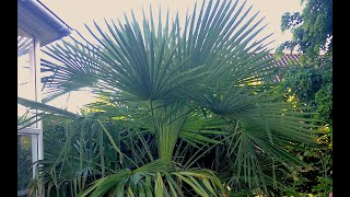 23 Frilandspalmer  Trachycarpus sp Nainital i Hinnerup [upl. by Lateh]