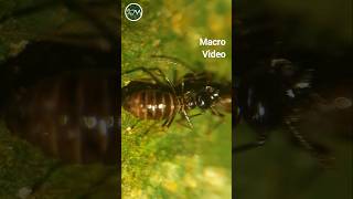 Hospitaliterms Monoceros  insects nature shorts  Wild World TV [upl. by Emlen]