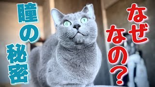 ロシアンブルー猫の目に備わっているタペタムとは？Russian Blue [upl. by Salchunas]