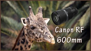 The Canon 600mm RF Lens  A Three Minute Review [upl. by Issim]