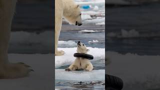 A touching story about a mother bear rescuing a seriously injured cub in the harsh Arctic region [upl. by Eniahs594]