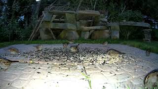 WhiteThroated Sparrows Pre sunrise feeding Quispamsis [upl. by Ecylahs839]