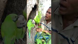 A Single Father in the World – A journey find parrot nest part 03 parrot swiftparrot birds [upl. by Beverley]