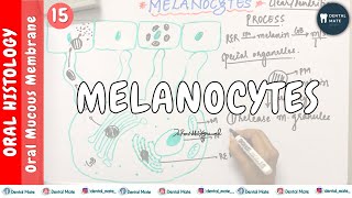 Melanocytes  Nonkeratinocytes  OMM  Dr Paridhi Agrawal [upl. by Yblocaj]